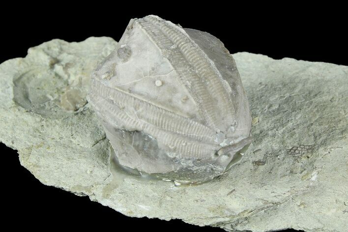 Blastoid (Pentremites) Fossil - Illinois #184110